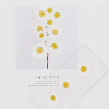 100ks Skutečný Přírodní Sušené Lisované Květiny Bílé Daisy Lisované Květiny pro Pryskyřice Šperky, Nehty Samolepky Make-up Umění, Řemesla