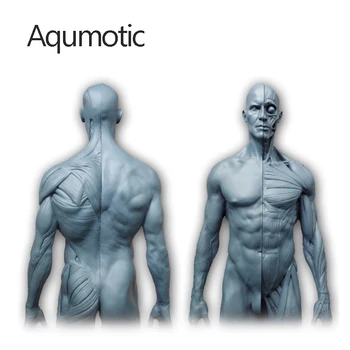 Aqumotic Musul Model Manekýn Kosti, Modely, Dekorace Anatomické Umění Lékařské Struktuře Lidského Těla Lidí 1ks Svalové Dekor
