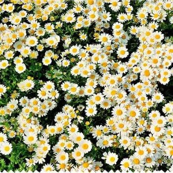 100ks Skutečný Přírodní Sušené Lisované Květiny Bílé Daisy Lisované Květiny pro Pryskyřice Šperky, Nehty Samolepky Make-up Umění, Řemesla