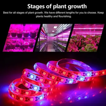 Vodotěsné 1-5M 5050 SMD Růst Rostlin LED Strip Světlo LED Phyto Lampy Pro Skleníkových Hydroponické Rostliny celé Spektrum Červené A Modré, 5:1