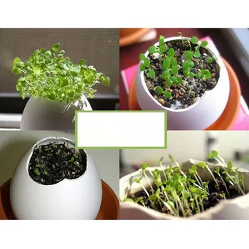 3ks/set Mini Barevné Kreativní DIY Štěstí, Vejce Hrnkových Rostlin Office Desktop Použití pro Domácí Zahradní Dekorace