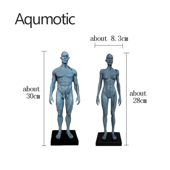 Aqumotic Musul Model Manekýn Kosti, Modely, Dekorace Anatomické Umění Lékařské Struktuře Lidského Těla Lidí 1ks Svalové Dekor