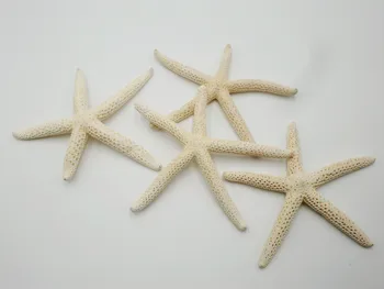 Přírodní Umělé Hvězdice 10pcs/lot 6-10cm Bílé mořské Hvězdice, Skutečný Prst, Hvězda ryby přírodních mořských mušlí conch