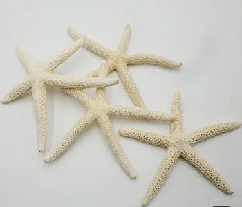 Přírodní Umělé Hvězdice 10pcs/lot 6-10cm Bílé mořské Hvězdice, Skutečný Prst, Hvězda ryby přírodních mořských mušlí conch